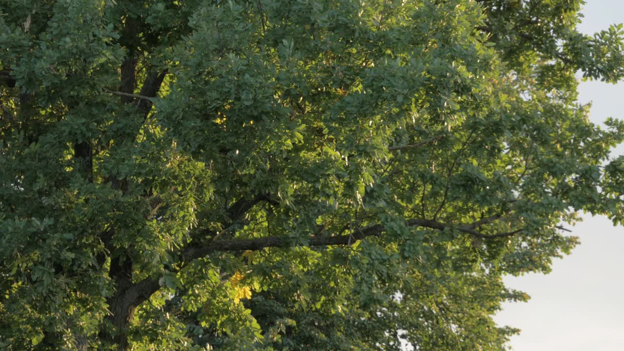 paisaje natural con vista al árbol de arce alto en un clima soleado de puesta de sol.