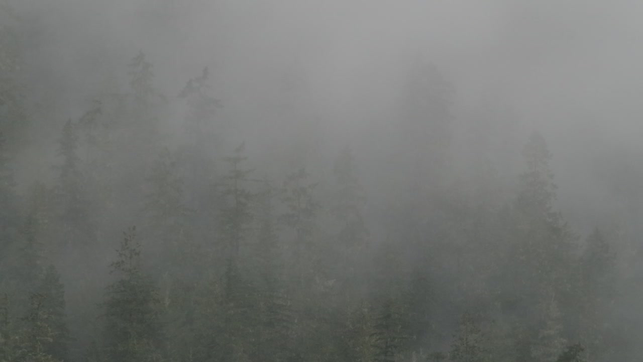 Tåge over en skov på en mørk dag i Pacific Northwest i Canada