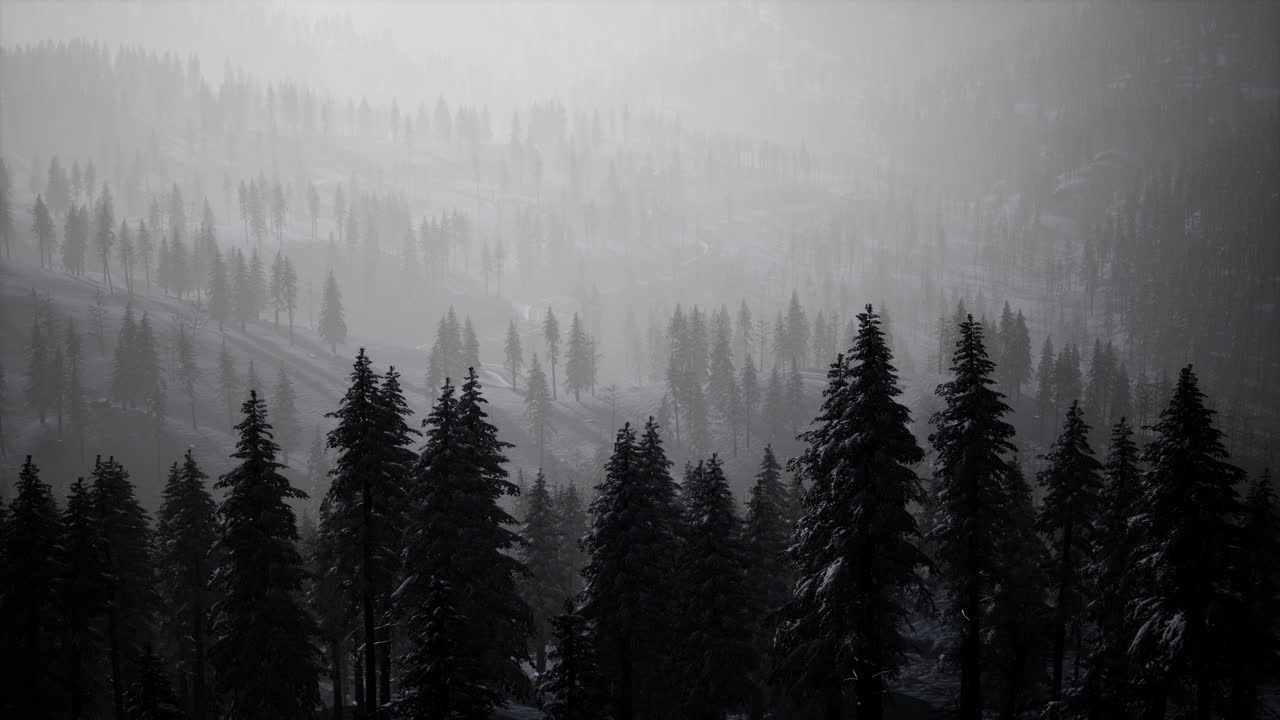 fir forest on a foggy day