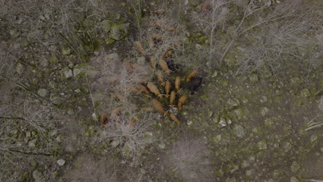 Aerial-drone-rises-above-cattle,-top-down-view-of-pasture,-forest