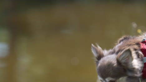 happy chihuahua, dog walking near pond in a garden