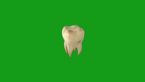 gráficos de movimiento de dientes humanos con fondo de pantalla verde