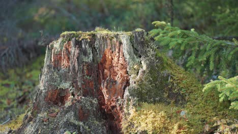 una toma de paralaje de cerca de un tronco de árbol en descomposición cubierto de musgo verde exuberante