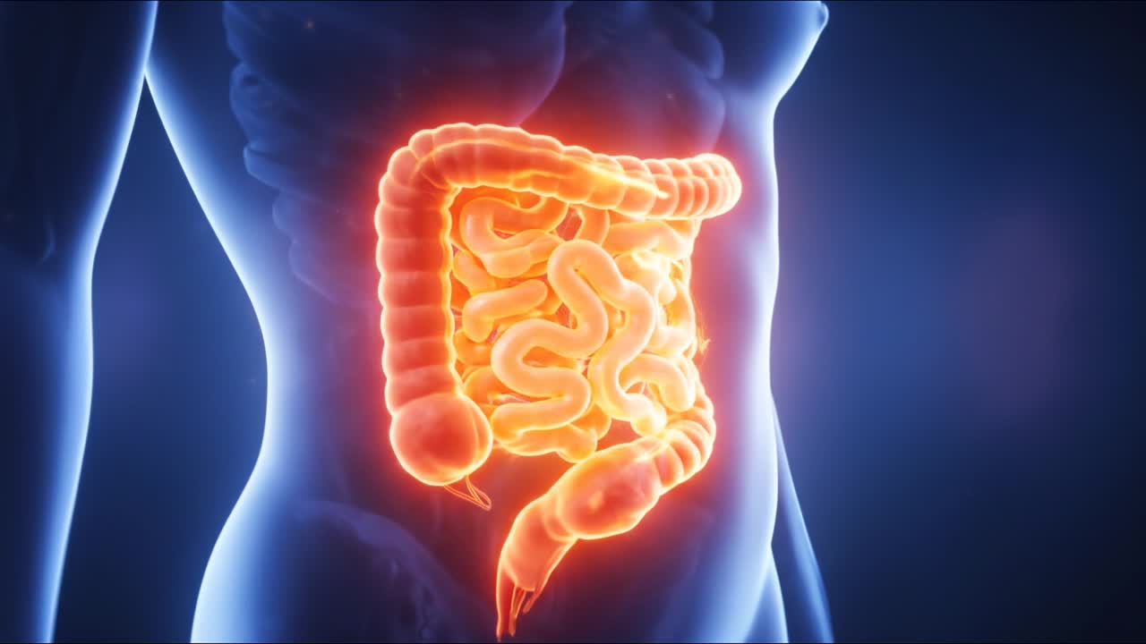 Animazione 3D di intestini umani e sistema digestivo luminosi