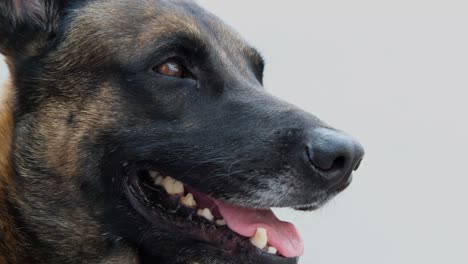 belgian malinois close up. happy smiling dog portrait in white background.