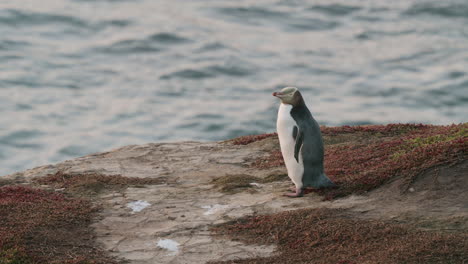 Gelbaugenpinguin-An-Der-Küste-Bei-Sonnenaufgang