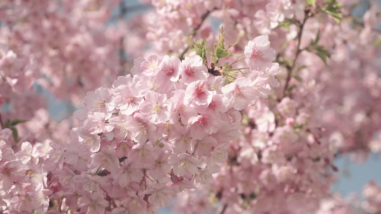 cerca de flores de cerezo en plena floración con un hermoso cielo azul de primavera en japón