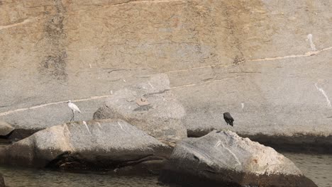 aves interactuando cerca del agua en un día soleado