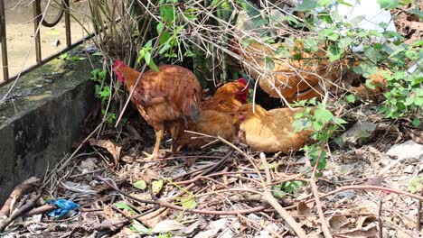 chickens pecking ground among plants and debris