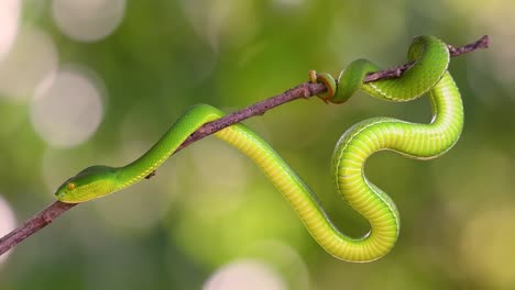 The-White-lipped-Pit-Viper-is-a-venomous-pit-viper-endemic-to-Southeast-Asia-and-is-often-found-during-the-night-waiting-on-a-branch-or-limb-of-a-tree-near-a-body-of-water-with-plenty-of-food-items