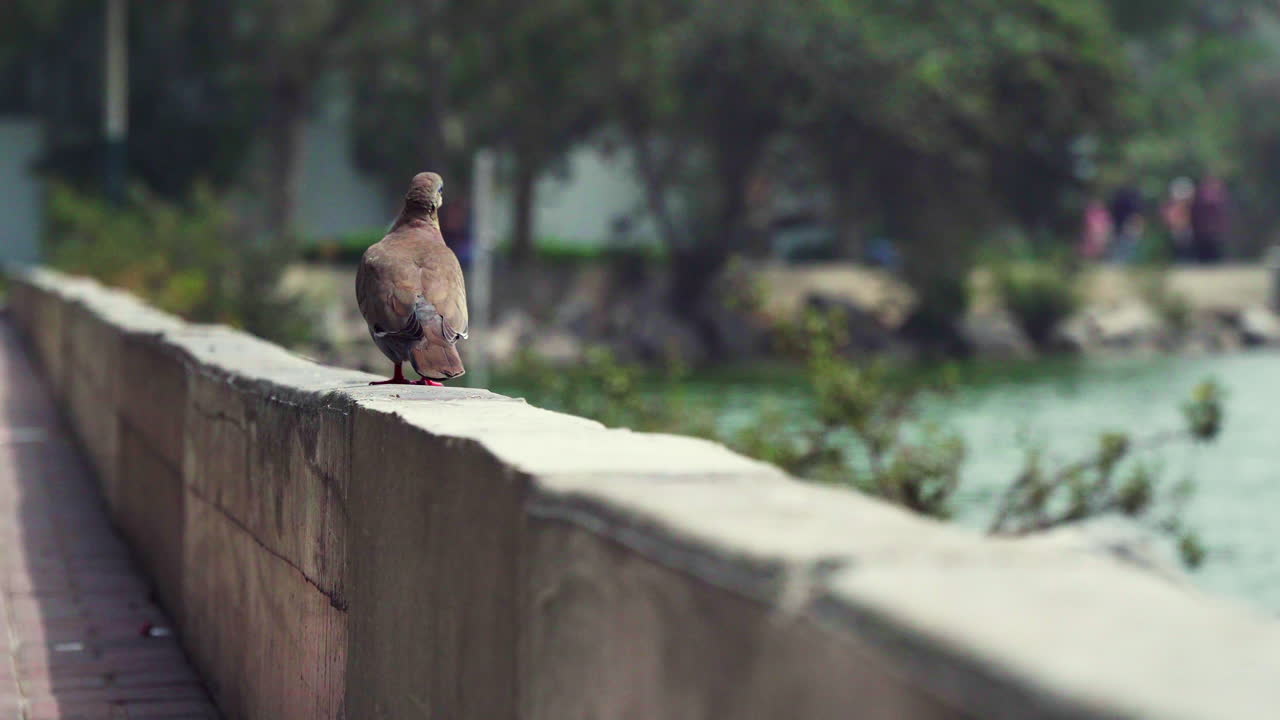 낮에는 페루 리마 라 몰리나에 있는 석호 옆 경계벽 너머로 비둘기 위에 총을 가까이