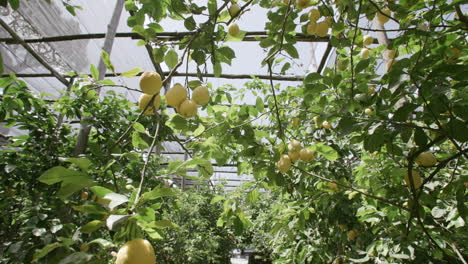 Lemons-on-trees-in-a-grove-underneath-nets-on-the-coast-in-Italy