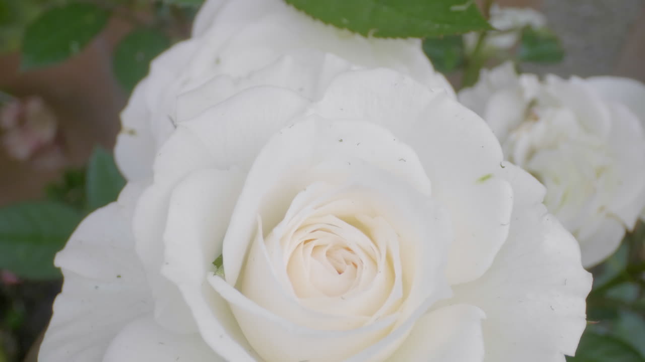Close up shot of an white rose