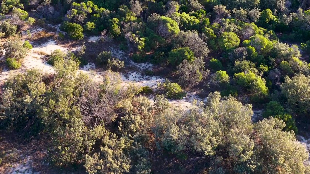Riprese con drone catturano una prospettiva dall'alto della vegetazione autoctona e delle dune di sabbia nel Queensland, Australia.