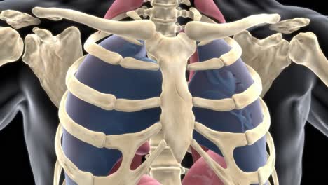 detailed anatomical representation of the human thoracic cavity, featuring ribcage, lungs, and heart in a 3d model illustrating vital organs