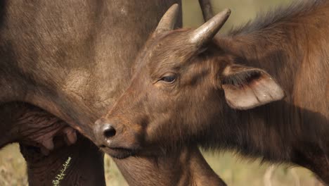 close up of a cape buffalo calf with emerging horns on the african savannah