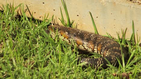 Blue-Tongue-Lizard-Moves-Head-Under-Fence-In-Garden