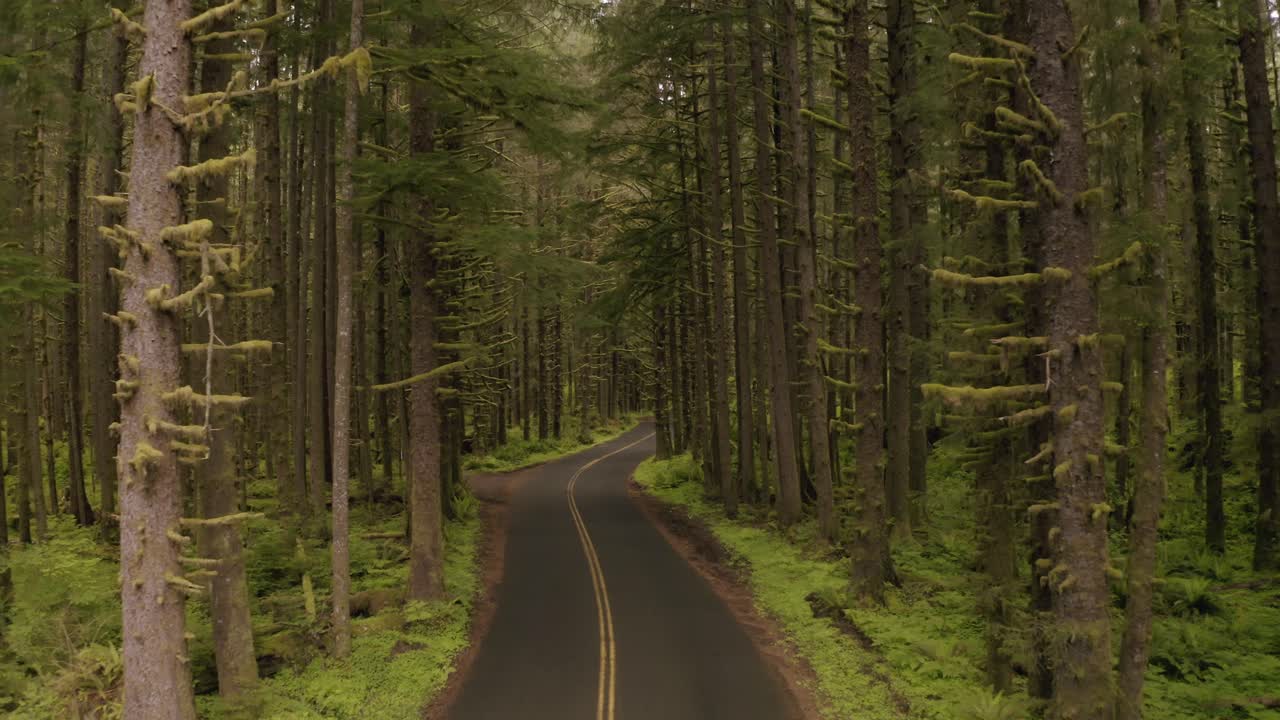 Drone entering Pacific Northwest Coniferous Pine forest road, driving through trees, aerial footage