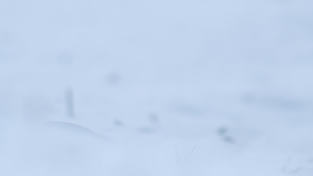 bullfinch euroasiático en invierno cerca del comedero para pájaros comiendo semillas de girasol con otras aves