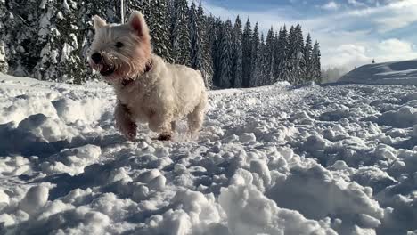 white west highland terrier running in the snow and having fun in slowmotion