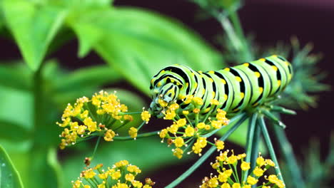 swallowtail caterpillar eating dill plant in herb garden