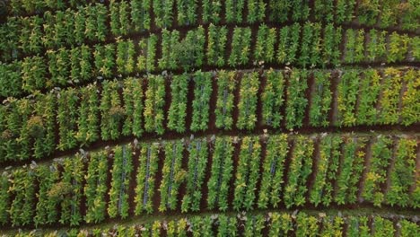 overhead drone shot of tobacco plantation in the morning