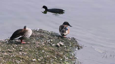 beautiful spot-billed ducks scratching body near a lake with beautiful common coot in the back birds stock video