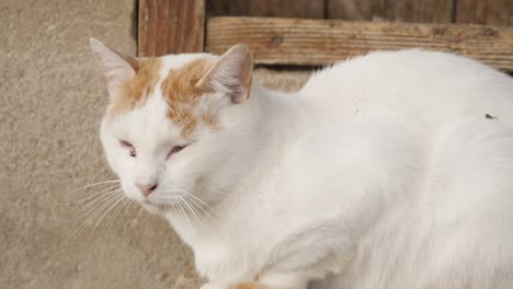 white domestic cat have a nap in the yard