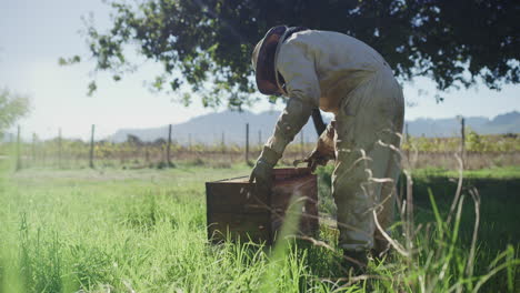 when bees thrive, so do the crops