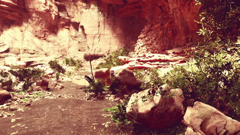 trail in a hawaiian rain forest leading to big cave