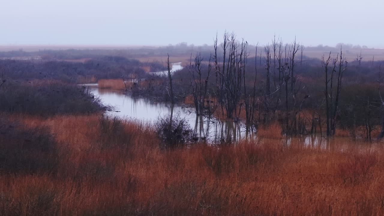 Storskarver siddende på bladløse træer i et tåget vådområde, et stemningsfuldt sceneri.