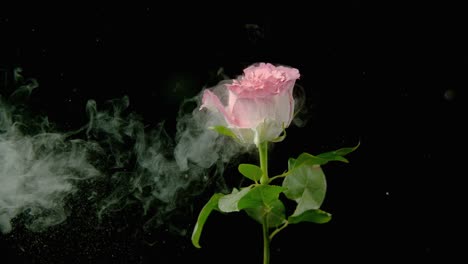 los pétalos de las rosas explotan en millones de pedazos.
