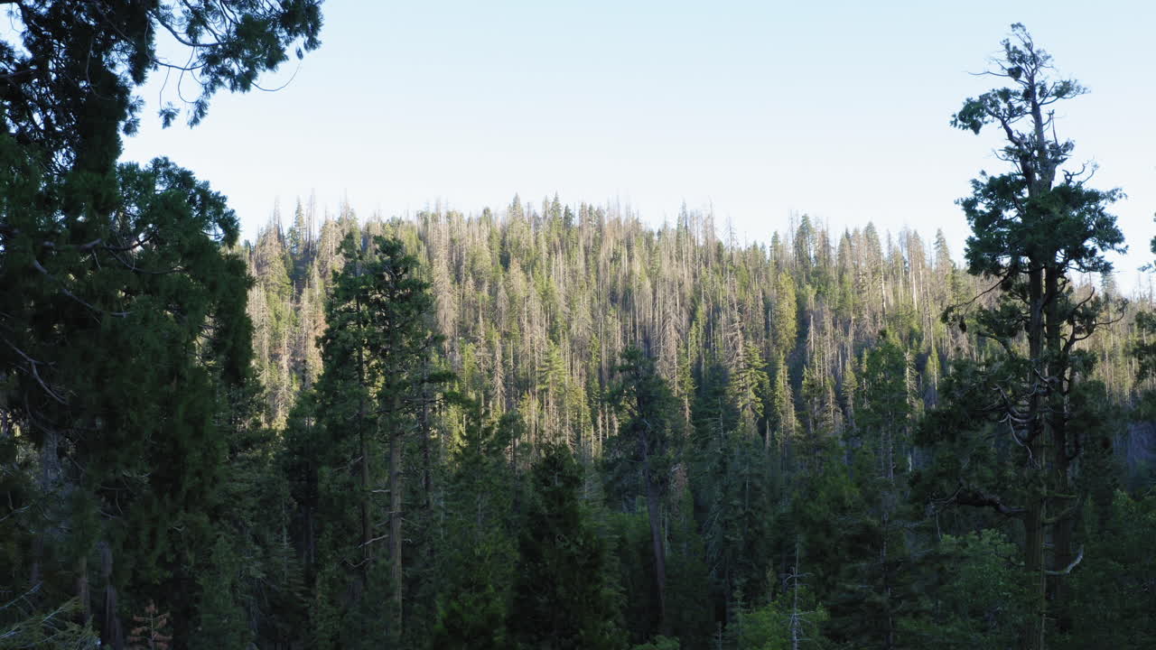 Ripresa aerea in avanti con inclinazione verso l'alto sopra alberi alti nella Foresta Nazionale di Sequoia, California