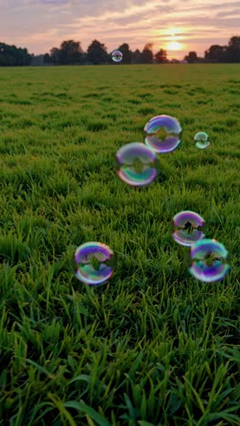 A low-angle video captures colorful bubbles floating over a lush green field at sunset