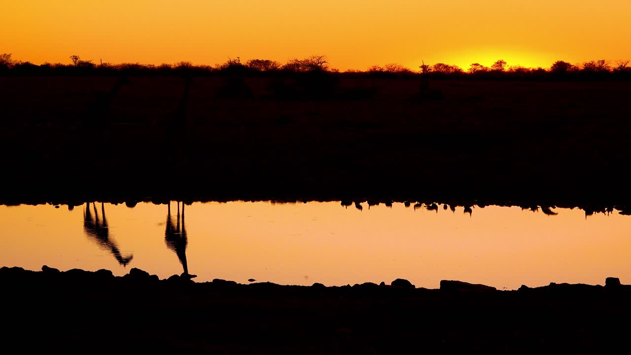 notable toma de jirafas bebiendo reflejada en un abrevadero al atardecer o al anochecer en el parque nacional de etosha namibia