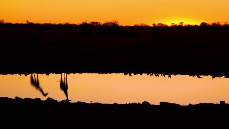 notable toma de jirafas bebiendo reflejada en un abrevadero al atardecer o al anochecer en el parque nacional de etosha namibia