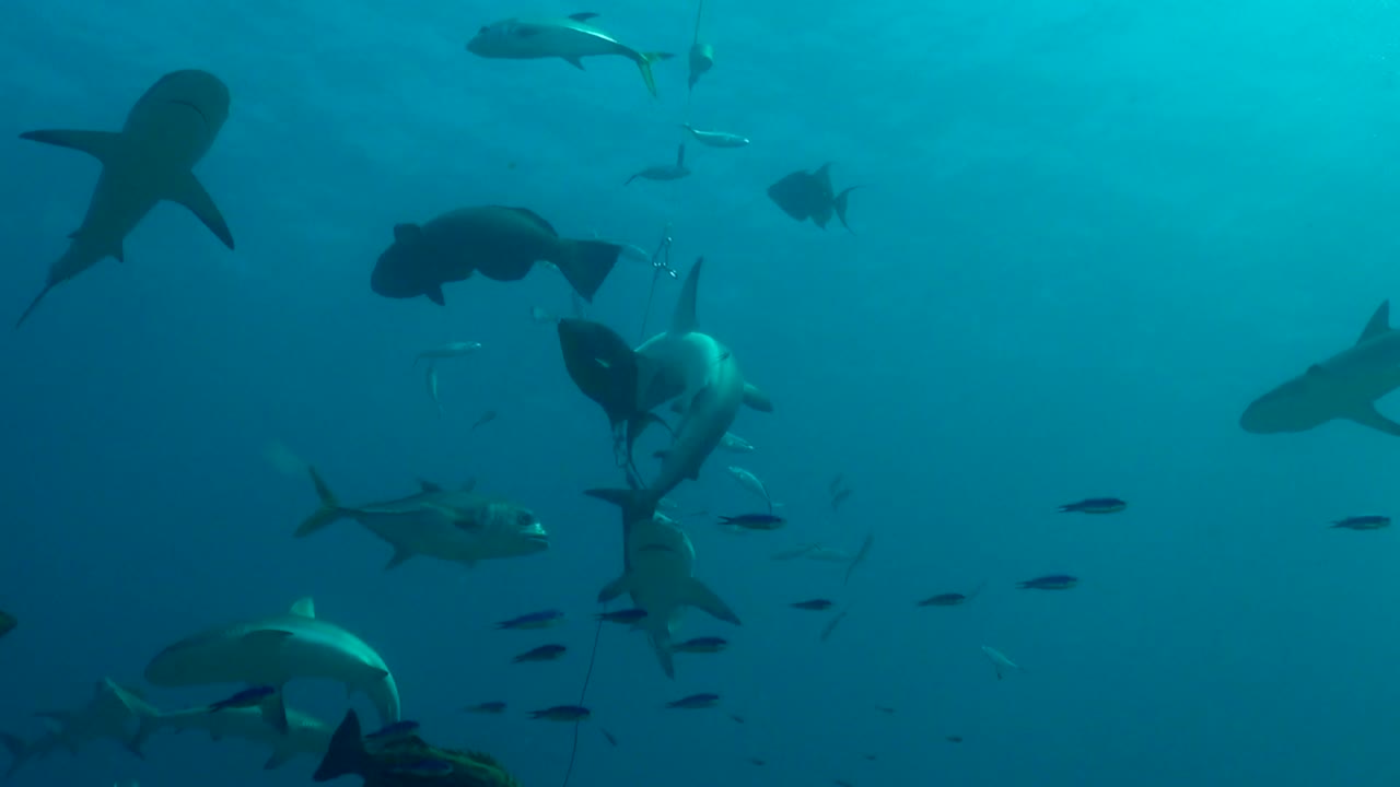 Excited sharks feeding