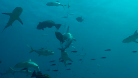 excited sharks feeding