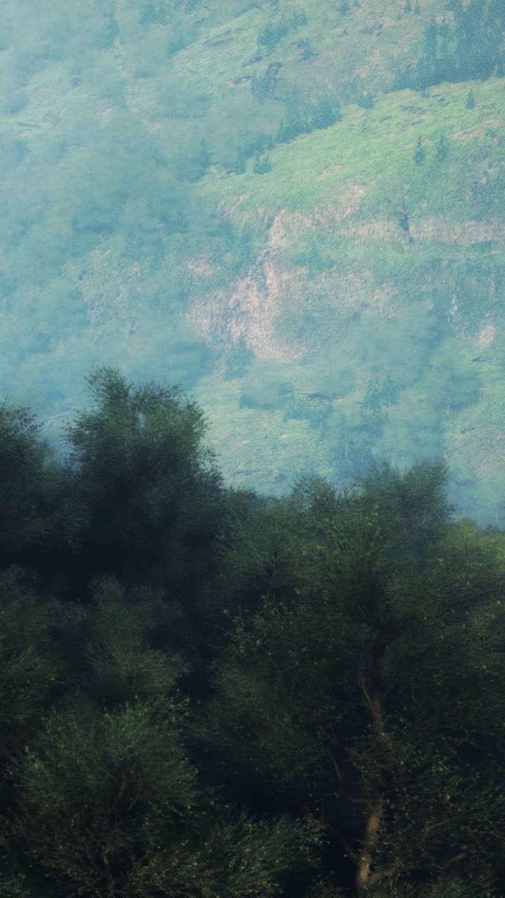 Vista di una foresta montana nebbiosa