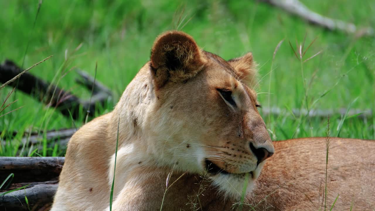 een leeuwin ligt in het grasveld in het maasai mara park in kenia, afrika
