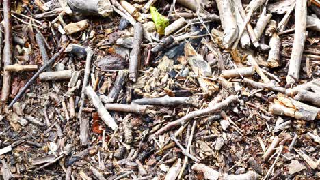 closeup dry natural broken twigs and branches lying on woodland forest floor dolly right top down