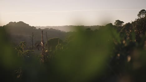 Close-up-shot-of-green-plants-in-garden-with-sunlight-at-sunset