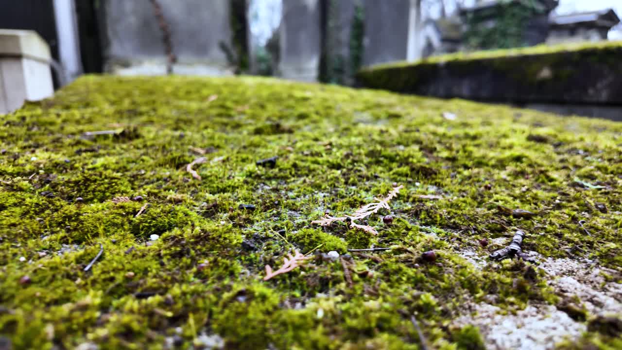 Primo piano di una lastra tombale ricoperta di muschio in un vecchio cimitero che mostra la texture, il degrado e la natura che si riappropria della pietra.