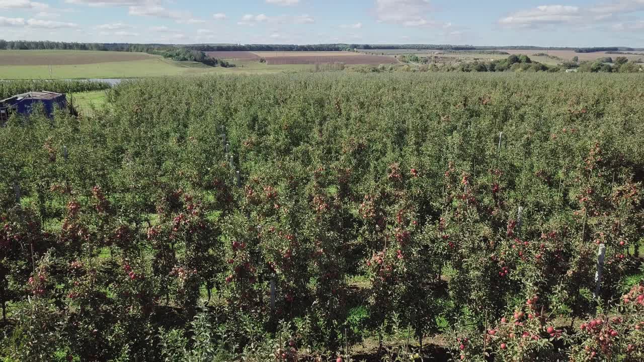 ripe apple trees are growing in the field near the river on the background of a rural terrain in the summer. Aerial view. Camera motion backwards