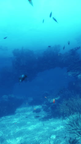 beautiful underwater coral reef