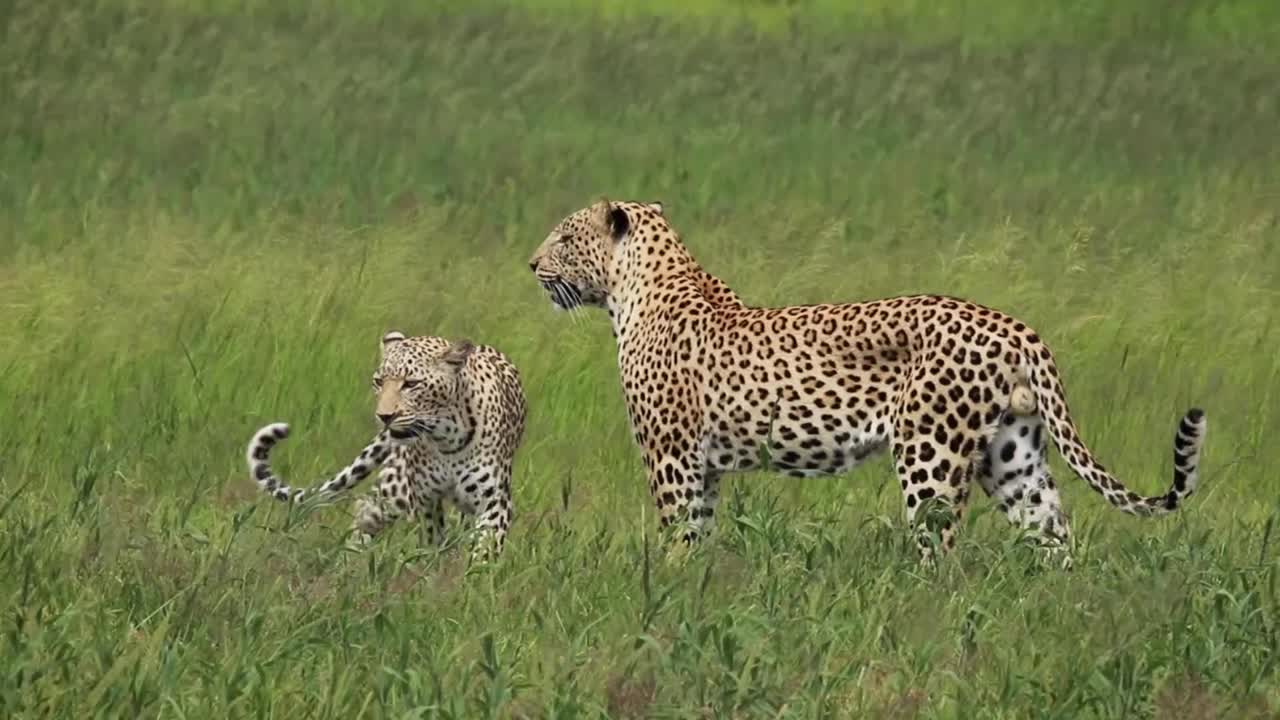 imágenes especiales de un par de leopardos apareándose en el paisaje verde del parque transfronterizo kgalagadi