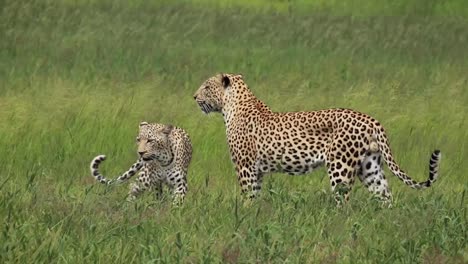 imágenes especiales de un par de leopardos apareándose en el paisaje verde del parque transfronterizo kgalagadi