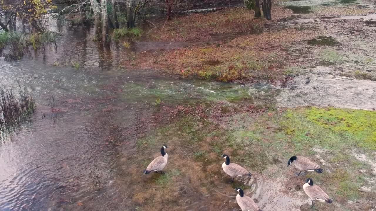Flygfoto av kanadagäss i vatten på hösten.