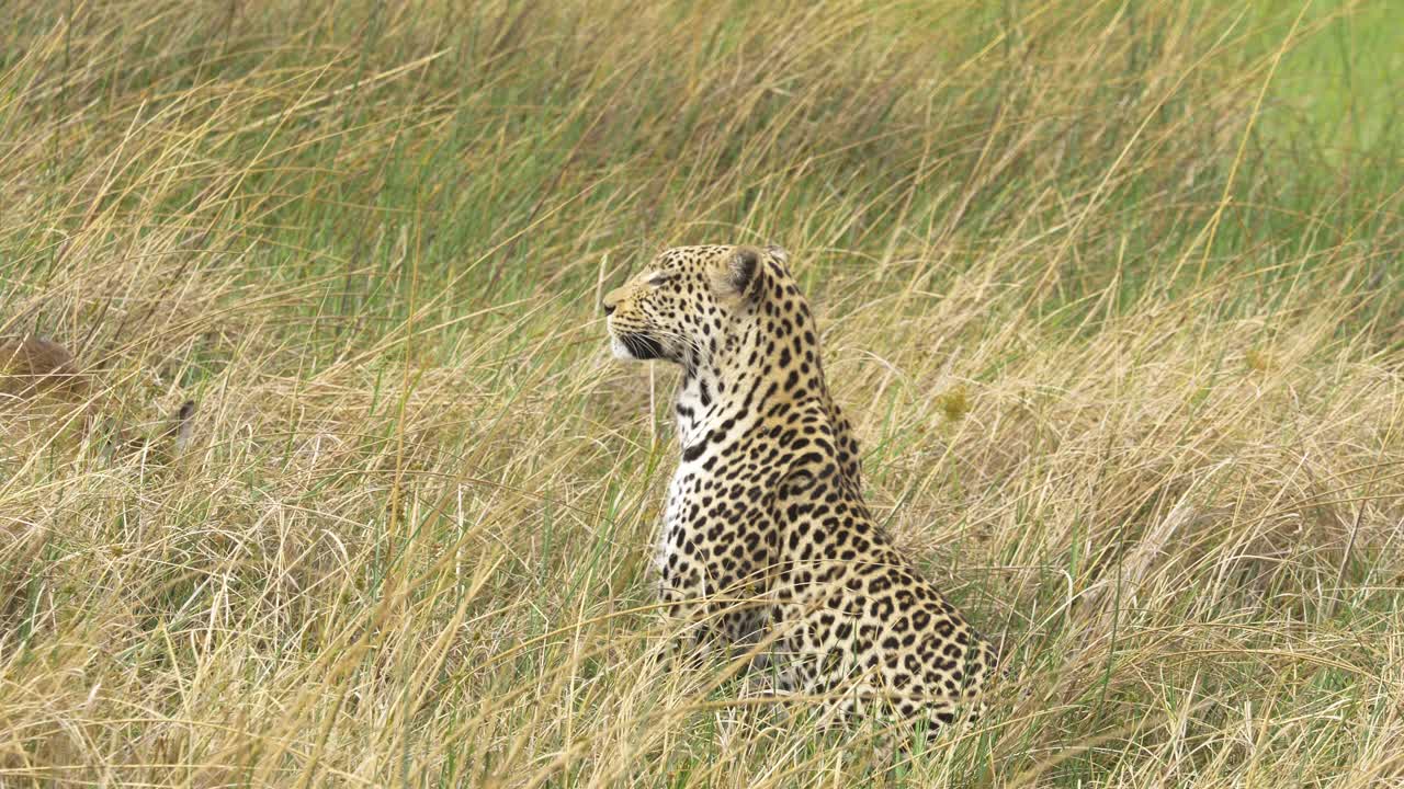 hermoso leopardo sentado en la hierba alta mientras el bebé lechwe se esconde cerca
