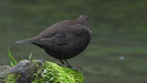 close-up of a round brown dipper perching on stone covered with algae on the stream bank